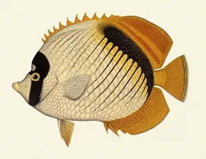 Chaetodon: Lined Butterflyfish, Chaetodon lineolatus