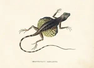 Lineatus: Lined flying dragon, Draco lineatus