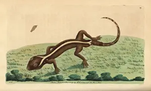 Gecko: Lined gecko, Gekko vittatus