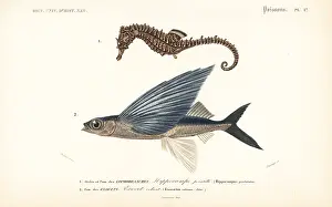 Seahorse: Lined seahorse and tropical two-wing flying-fish