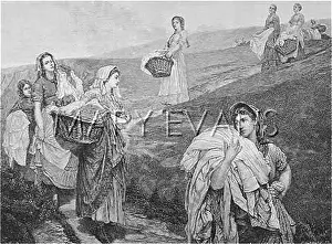 Gatherers: THE LINEN GATHERERS