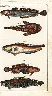 Toadfish: Ling, burbot, oyster toadfish and tusk