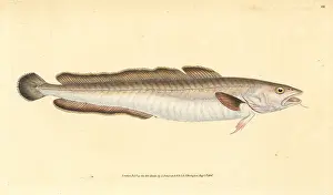 Gadus: Ling fish, Molva molva