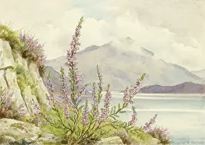 Ling: Ling or Heather in landscape