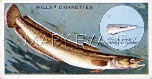 Pilchard: LING/WILL'S FISH/1910