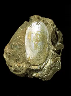 Fortey: Lingula beani, brachiopod
