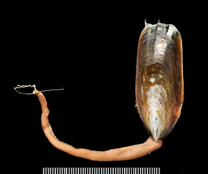 Brachiopod: Lingula, a brachiopod
