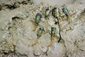 Brachiopod: Lingula sp. brachiopod