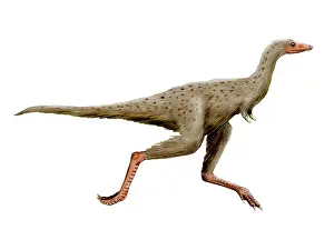 Flightless: Linhenykus dinosaur