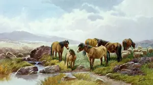 Dartmoor: Links Tor, Dartmoor