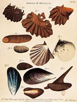 Mytilus: LINNAEUS, Carolus (1707-1778)