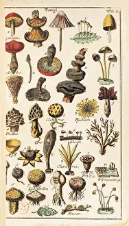 Carolus: LINNAEUS, Carolus (1707-1778)