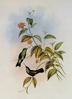 Emerald: Linn...aeus Emerald, Thaumatias Linn...aei