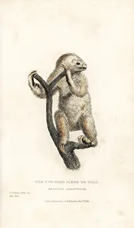 Landseer: Linnaeus's two-toed sloth, Choloepus didactylus