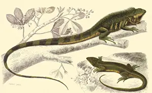 Linnean: A Linnean Iguana and a Green Lizard