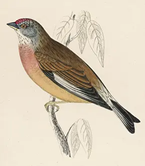 Carduelis: LINNET