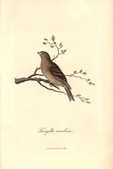 Carduelis: Linnet, Carduelis cannabina