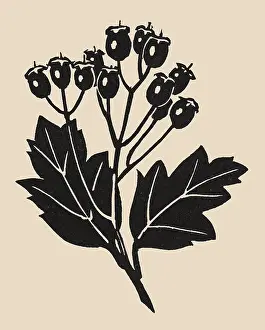 Linocuts: Linocut of Rose Hips