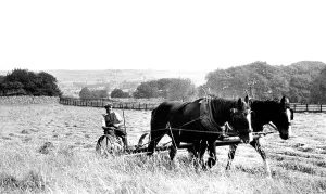 Linton: Linton, Haytime c1955