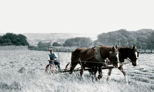 Linton: Linton, Haytime c1955