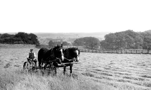 Linton: Linton, Haytime c1955