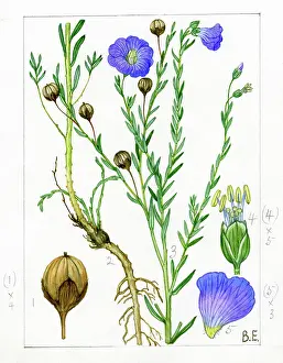 Everard: Linum perenne - blue flax