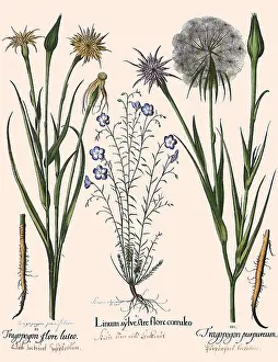 Linum: Linum perenne, Tragopogon dubius, Tragopogon porrifolius