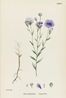 Linum: LINUM USITATISSIMUM