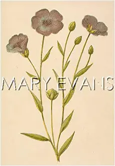 Linum: LINUM USITATISSIMUM