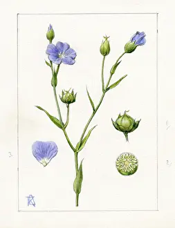 Dora: Linum usitatissimum - common flax