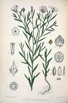 Linum: Linum usitatissimum, flax