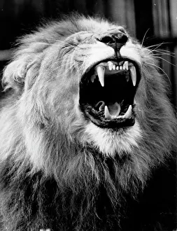 Gaping: The Lion
