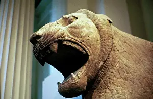 Nimrud: Lion, detail of an Assyrian