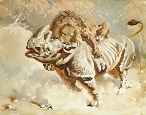 Rhino: A lion attacking a rhino