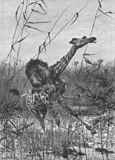 Giraffes: LION ATTACKS GIRAFFE