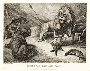 Losers: Lion, bear, wolf and fox fight over the carcass of a deer