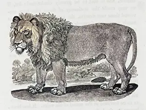 Hottest: LION (BEWICK)