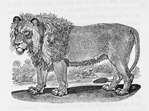 Hottest: LION (BEWICK)