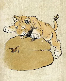 Pounce: LION CUB ALDIN 1907