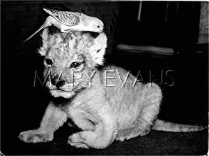 Budgie: LION CUB/BUDGIE/ 1960S
