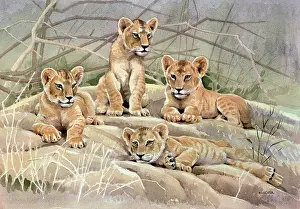 Cusa: Lion Cubs