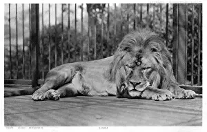 Zoos: Lion cubs in London Zoo