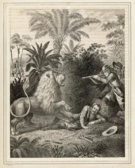 Attackers: Lion defends itself against human attackers