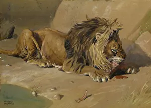 The Raymond Sheppard Collection: Lion eating