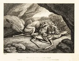 Cunning: A lion eating the carcass of a stag in a cave