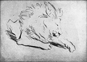 Tooby: Lion Etching