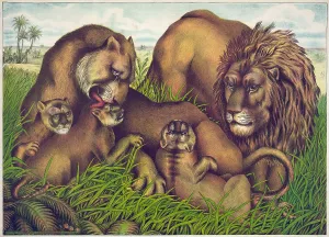 C1874: The lion family