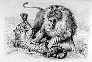 Mastery: LION FIGHTS TIGER