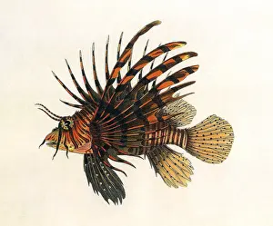 Dots: Lion Fish