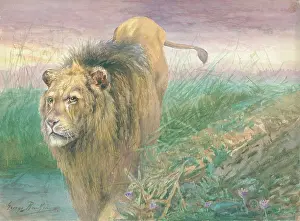 Rankin: Lion